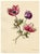 E.B.R. Anemone Flowers, 1800s, Paper For Sale - Image 3 of 7