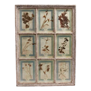 Antique Italian Botanical Collection in a Window Frame