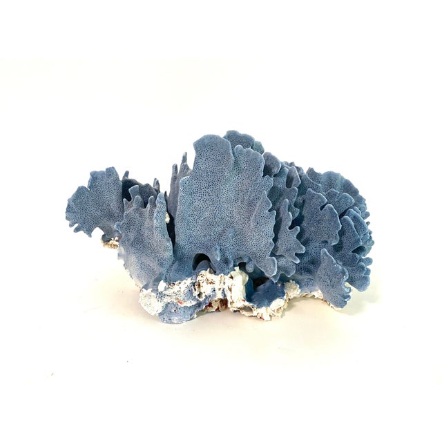 Late 20th Century Natural Blue Coral Specimen For Sale - Image 5 of 7