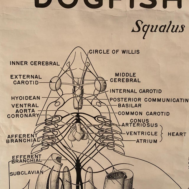 Beige Mid 20th Century Educational Zoological Dogfish Anatomy Chart by New York Scientific Co. For Sale - Image 8 of 12