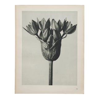 Original Carl Blossfeldt Botanical Photogravure Print For Sale