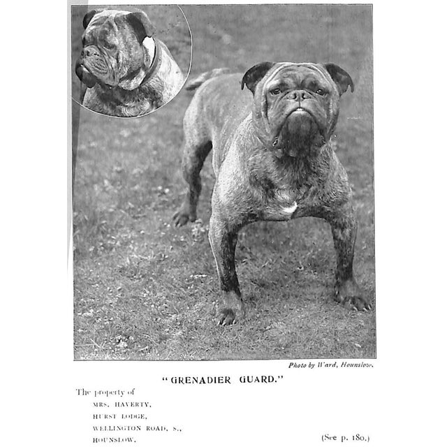 1900 - 1909 "Bull Dogs and Bulldog Men" 1905 Cooper, H. St. John For Sale - Image 5 of 12