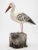 Garden Ornament Cast Stone Seagull on Wood Base For Sale - Image 4 of 10
