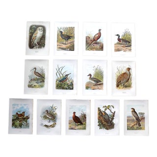 Antique 19th Century Chromolithograph Birds - Set of 13 For Sale
