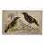 Antique Hand Colored Bird Print From England Showcasing a Pair of Horsfield’s Eurylaimes - Circa 1870 For Sale