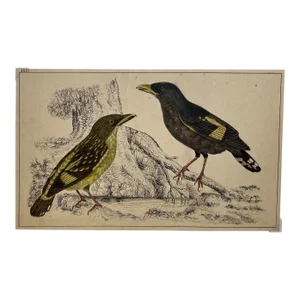 Antique Hand Colored Bird Print From England Showcasing a Pair of Horsfield’s Eurylaimes - Circa 1870