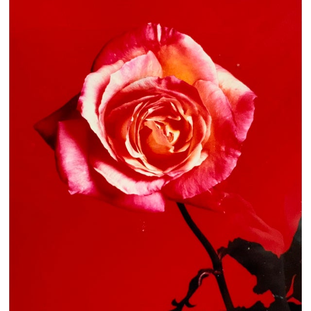 1990s Francesco Scavullo "Rose" Photograph 1994 - Artist's Proof Botanical Still Life For Sale - Image 5 of 17