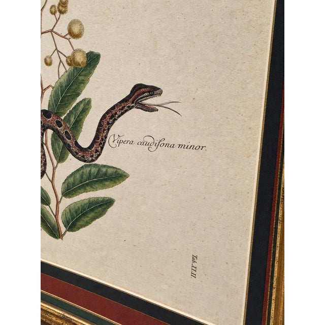 Sculpture Materials Mark Catesby, the Small Rattle-Snake, Plate 42 - 18th C 'Vipera Caudisona Minor' For Sale - Image 7 of 9