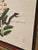 Sculpture Materials Mark Catesby, the Small Rattle-Snake, Plate 42 - 18th C 'Vipera Caudisona Minor' For Sale - Image 7 of 9