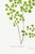 Fern Art Print – Antique Maidenhair Botanical Illustration, 8" X 12" For Sale In Buffalo - Image 6 of 8