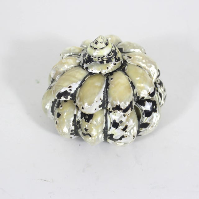 Vintage Shell Trinket Box For Sale - Image 9 of 10
