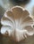 Plaster Shell Wall Lamp, 1950s For Sale - Image 3 of 13