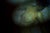 Renato Criscuolo, Verdi Vibrazioni, Nude, Oil on Canvas For Sale - Image 6 of 9