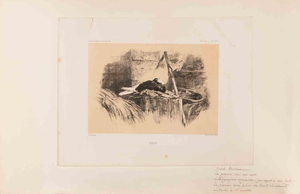 Karl Bodmer, Pigeon, Lithograph, 19th Century