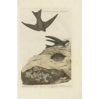 Sepp & Nozeman, Bird Illustration of the Sand Martin, 1770, Print For Sale