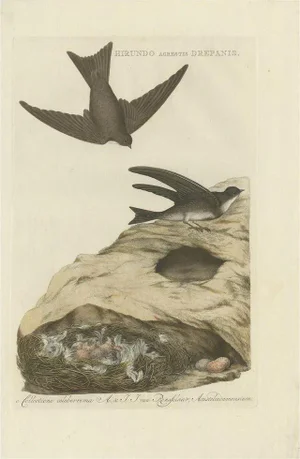 Sepp & Nozeman, Bird Illustration of the Sand Martin, 1770, Print