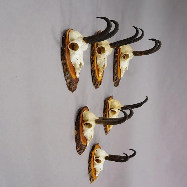Vintage Set of Six Chamois Trophies on Wooden Plaques, Germany ca. 1950s A set of six vintage chamois (Rupicapra...