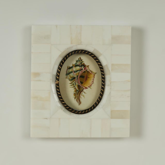 Pair of Petite Bone Framed Seashell Prints For Sale - Image 12 of 16