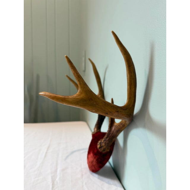 Vintage European Red Velvet Antler Trophy Mount – Mid-Century Lodge Decor For Sale - Image 4 of 6
