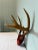 Vintage European Red Velvet Antler Trophy Mount – Mid-Century Lodge Decor For Sale - Image 4 of 6