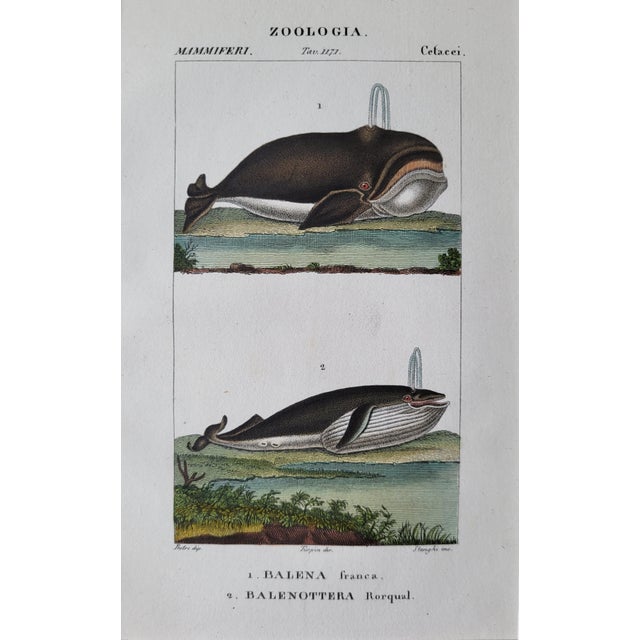 Nautical 1842 Fne Hand Colored Copperplate Whale Engraving, Florence, Italy For Sale - Image 3 of 4
