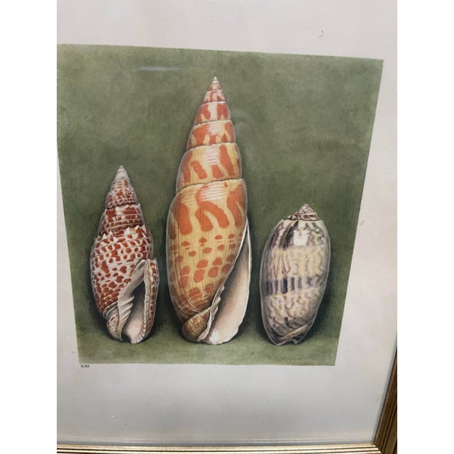 French Vintage Sea Shells Botanical Prints 1936 Lithographs- By Paul A. Robert - Set of 12 For Sale - Image 9 of 12