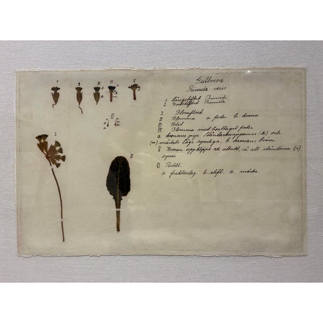 An elegant botanical specimen artwork by Natural Curiosities, featuring a beautifully arranged study of Primula veris,...