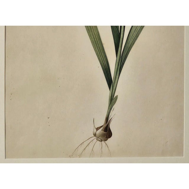 Realism French Botanical Illustration, 19th Century For Sale - Image 3 of 4