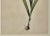 Realism French Botanical Illustration, 19th Century For Sale - Image 3 of 4