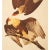1960s 1966 Vintage Farmhouse Cottage Style Print "Brazilian Caracara" After John James Audubon For Sale - Image 5 of 8