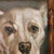 American Portrait Oil Painting of a Pit Bull Dog For Sale - Image 3 of 4