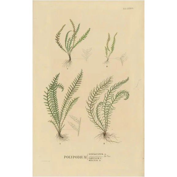 Carolo Ludovico Blume, Ferns of Java Polypodium, 1829, Handcolored Lithograph For Sale