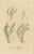 Carolo Ludovico Blume, Ferns of Java Polypodium, 1829, Handcolored Lithograph For Sale