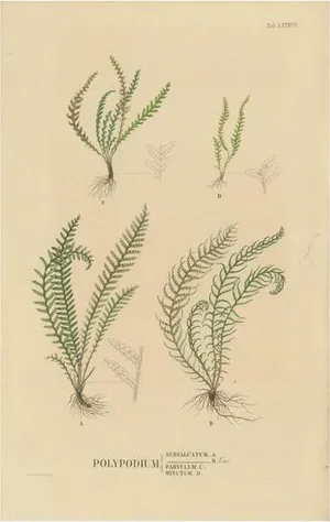 Carolo Ludovico Blume, Ferns of Java Polypodium, 1829, Handcolored Lithograph