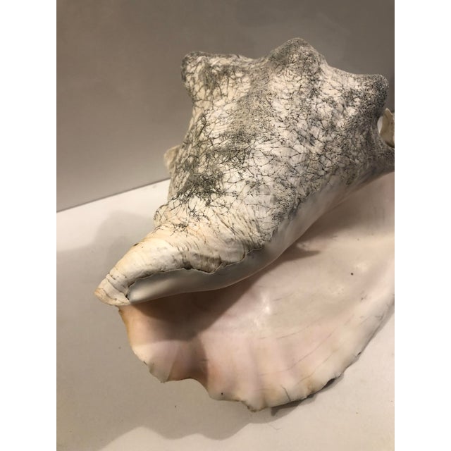 Large Harbour Island Conch Shell For Sale - Image 6 of 11