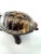 Black Vintage Mid Century Gilt-Finish Tortoise Sculpture, Hollywood Regency Style Decorative Object For Sale - Image 8 of 15