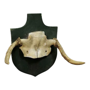 Abnorme Moose Rare Trophy From a Noble Estate Ca. 1930s