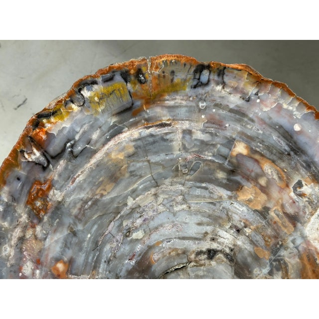 Arizona Petrified Wood Slab Table on Brass and Stainless Base For Sale In Palm Springs - Image 6 of 12