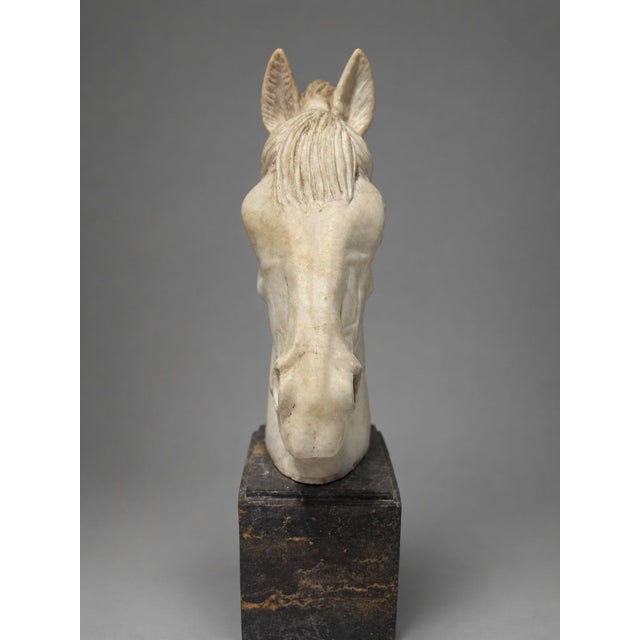 Dark Gray Grand Tour–Style Marble Horse Head on a Marble Plinth, Italian C. 1900 For Sale - Image 8 of 14