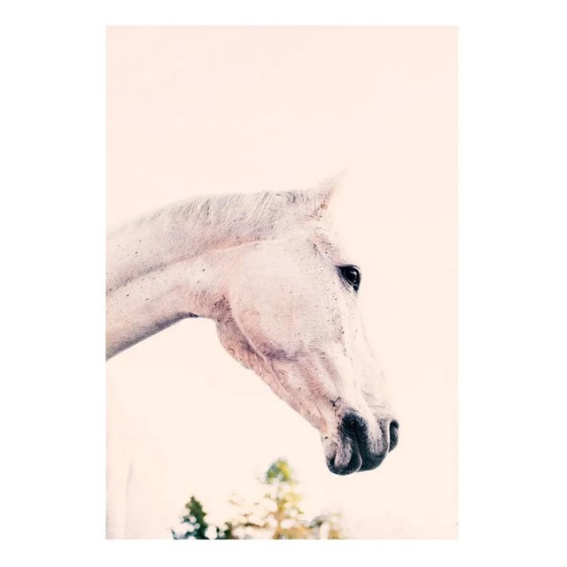 Iggy Horse Photography For Sale