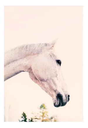 Iggy Horse Photography