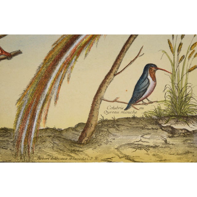 "Collection of the Most Rare Birds" - Hand Watercolor Engraving by Nicolas Robert For Sale - Image 4 of 7