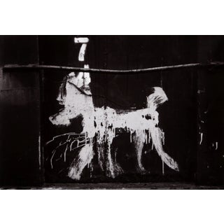 Carlos Gustavo, Peter Mayer Dog on Dumpster, Nyc, Gelatin Silver Print on Fiber Paper, Signed Verso For Sale