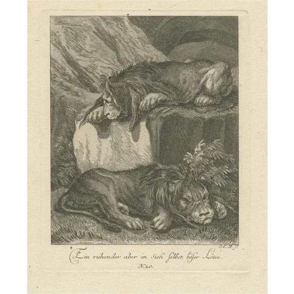 Ridinger, Two Lions Resting, 1738, Print For Sale - Image 6 of 6