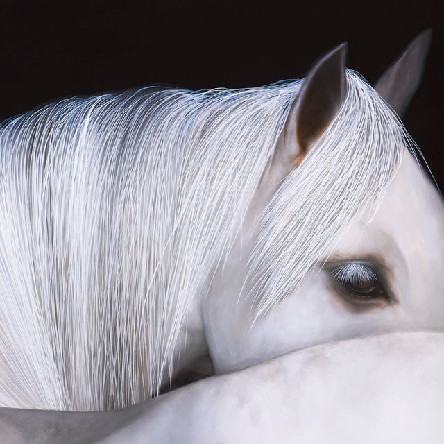The artwork features a close-up depiction of a white horse, its flowing mane and soft contours creating an intimate...