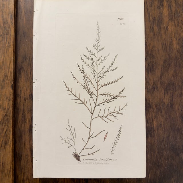 Framed Pair of Antique Sowerby Seaweed Prints | English Marine Botany For Sale - Image 9 of 12