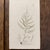 Framed Pair of Antique Sowerby Seaweed Prints | English Marine Botany For Sale - Image 9 of 12