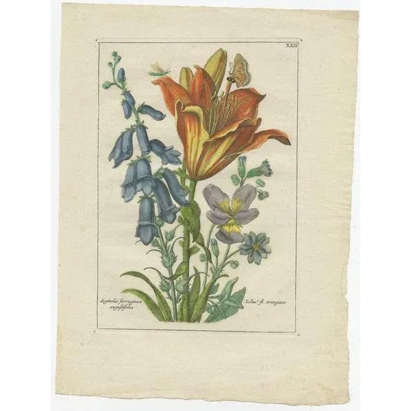 Untitled antique botany print of Lilium orengiaco (the orange lily) and Digitalis ferruginea angustifolia. This print...