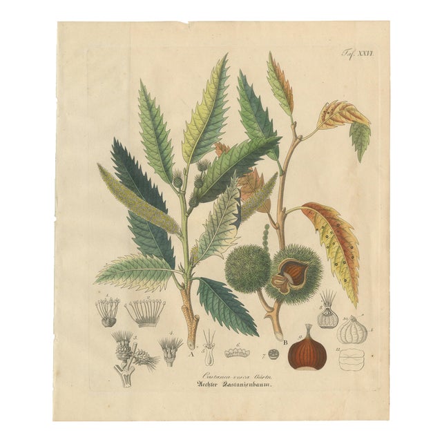 Antique Chestnut Castanea Vesca Botanical Print, 1831 For Sale