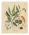 Antique Chestnut Castanea Vesca Botanical Print, 1831 For Sale